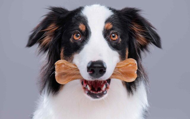 Best Summer Activities for Dog Owners