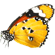 butterfly https://hp-ballto.hr/wp-content/uploads/2019/08/butterfly.png